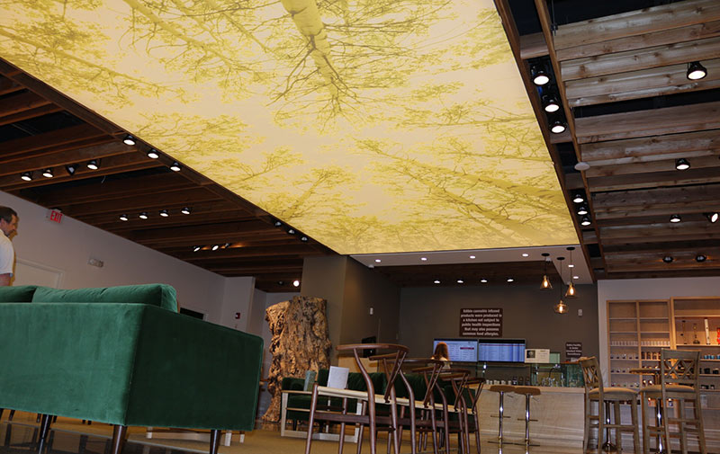 img treeCeiling800